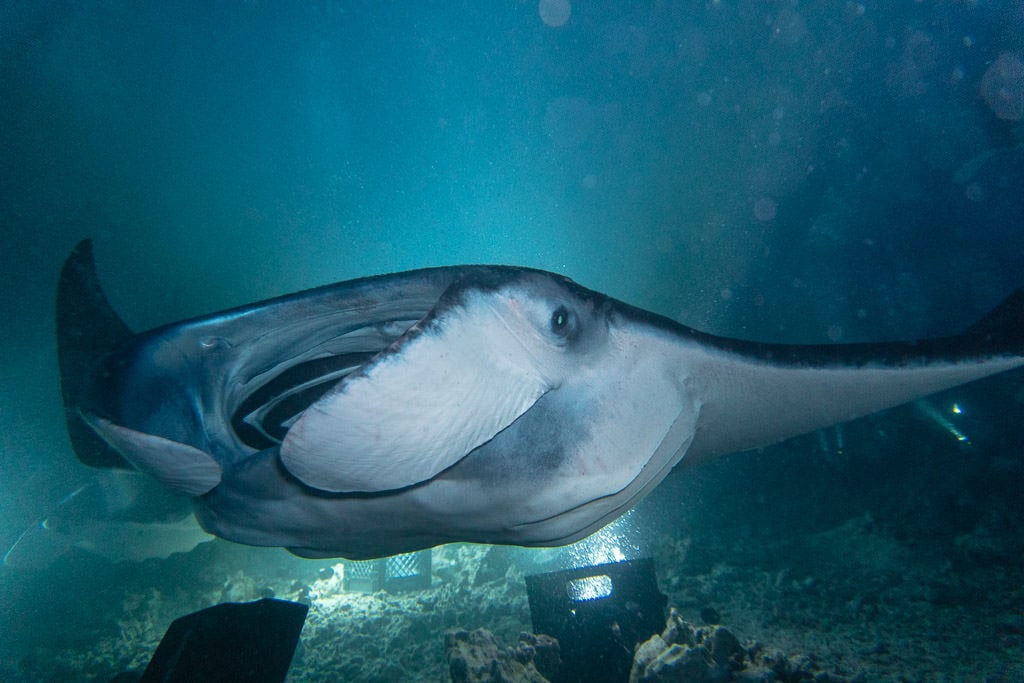 Manta Ray during the manta ray night dive swimming over the campfire