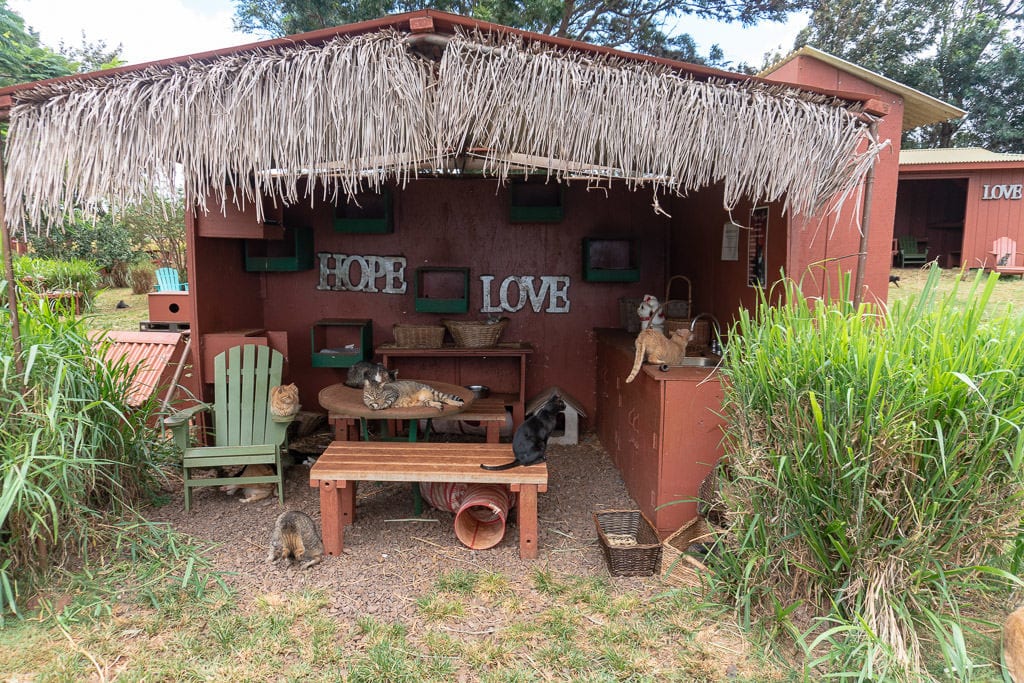 lounging cats at the lanai cat sanctuary