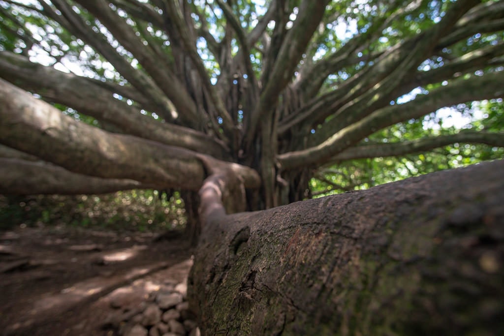 Branch of a big banyon tree on the Pipiwai trail