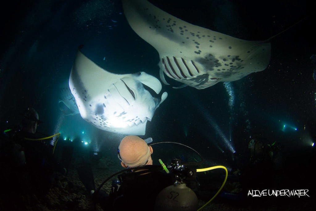 Buddy sitting on the ocean floor in near the Campfire with 2 huge Kona Manta Ray's swimming in front of him