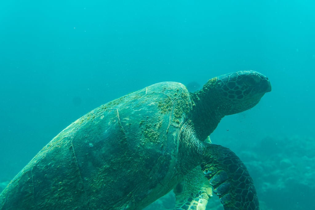 hawaiian green sea turtle off na pali coast