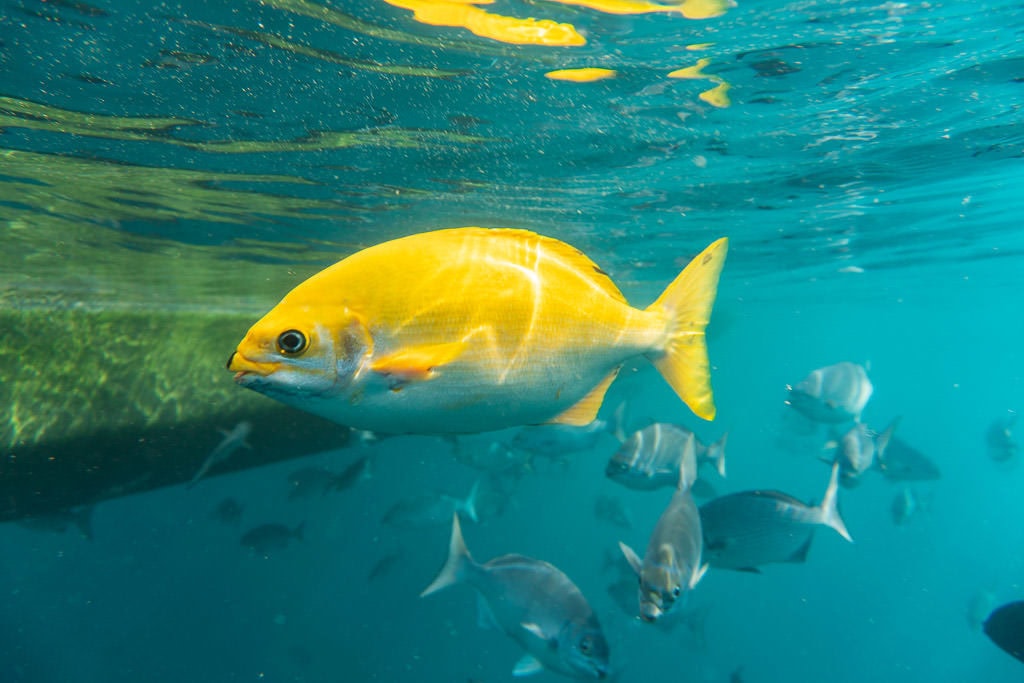 yellow fish by boat off na pali coast