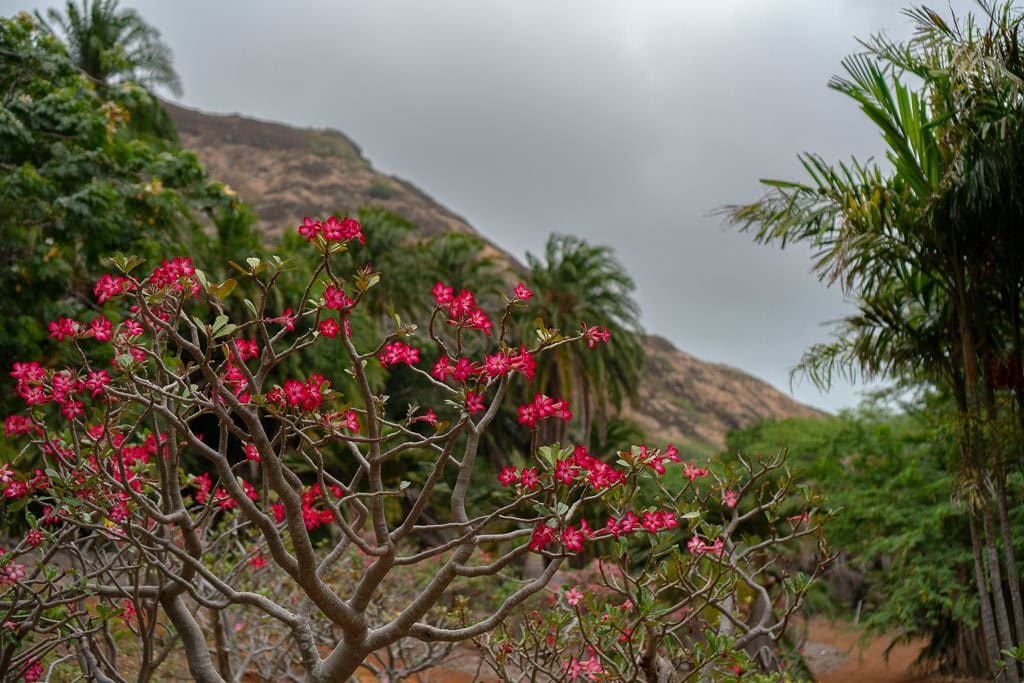 flowers at Koko Crater Botanical Garden in oahu