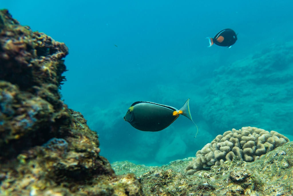 reef fish off oahu's north shore