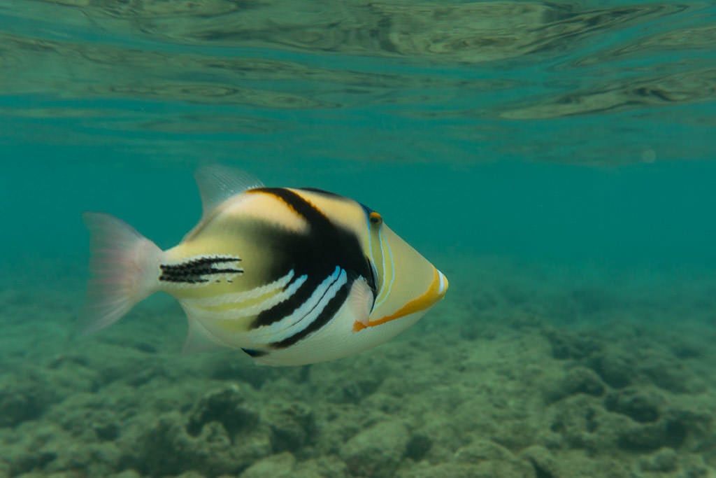 colorful reef fish snorkeling at Hanauma Bay Nature Preserve