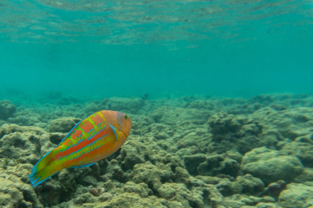 reef fish at Hanauma Bay Nature Preserve