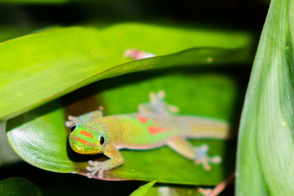 gecko at Lyon Arboretum