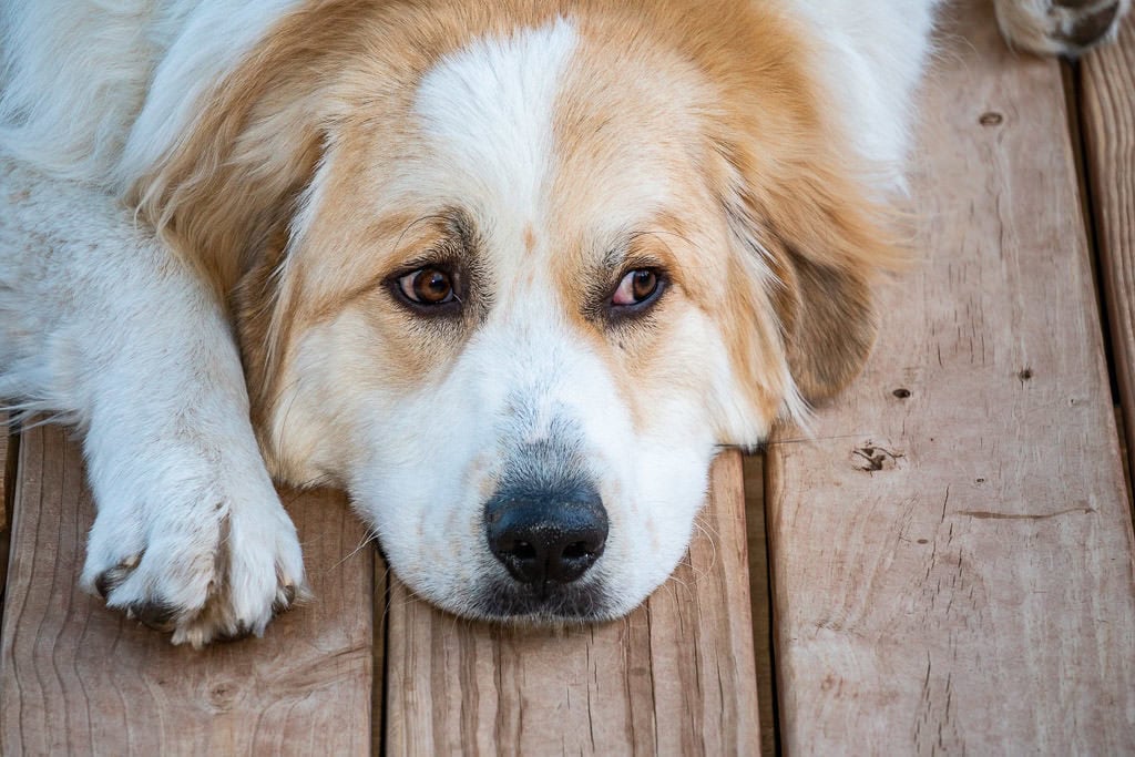 dog we house sat for in Colorado through TrustedHousesitters