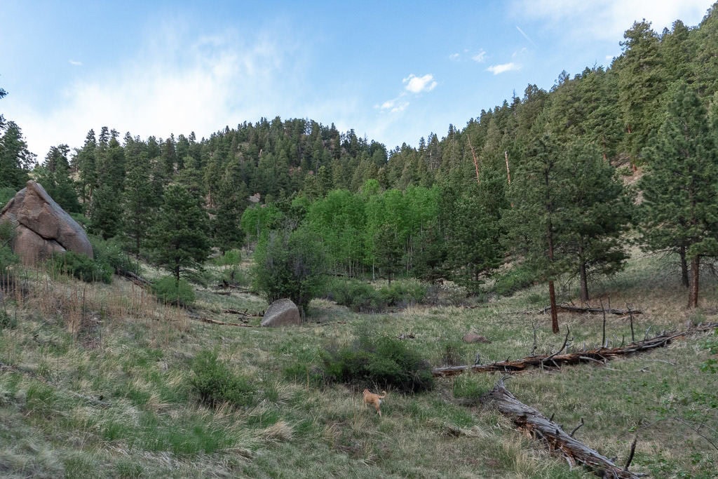 bear in the woods in Colorado