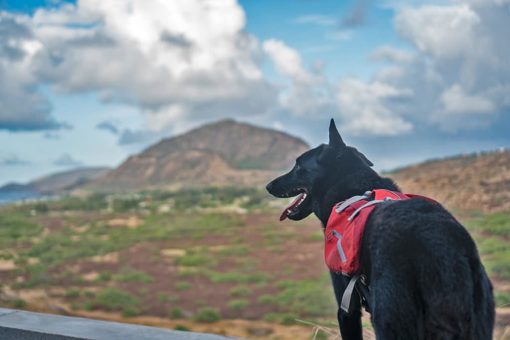 dog at Makapu'u Point Lighthouse Trail