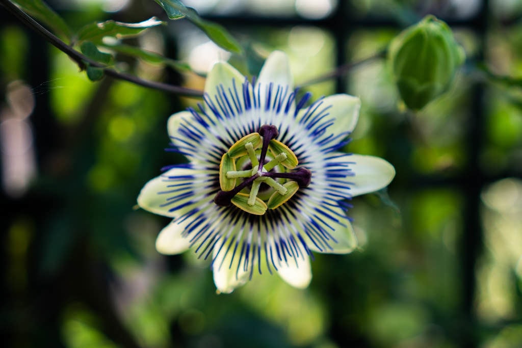 colorful flower at inverness botanic garden