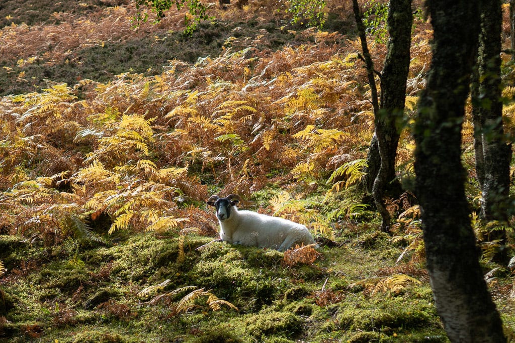 sheep in scottish highlands near loch ness in inverness, scotland