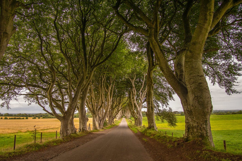 North Ireland's Dark Hedges