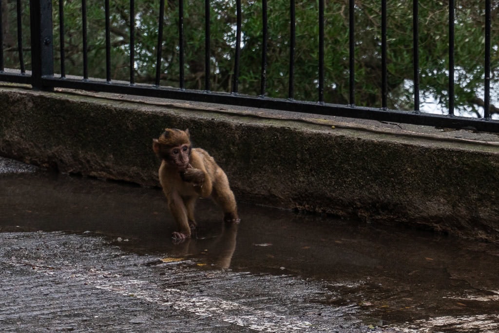 baby Barbary Macaques monkey in gibraltar