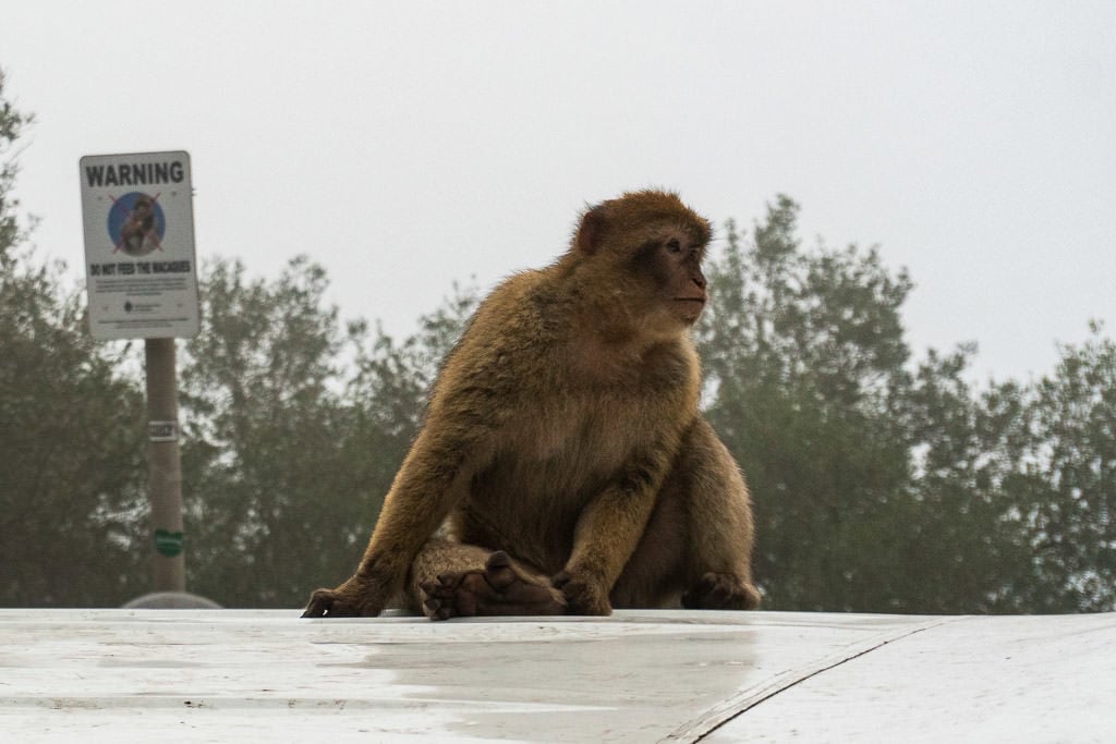 Barbary Macaques monkey in gibraltar on bus