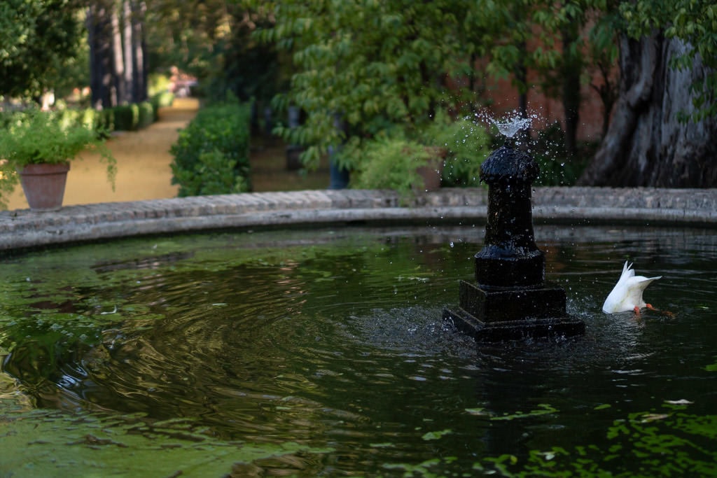 duck in pond at ornate park at the real alcazar in sevilla spain