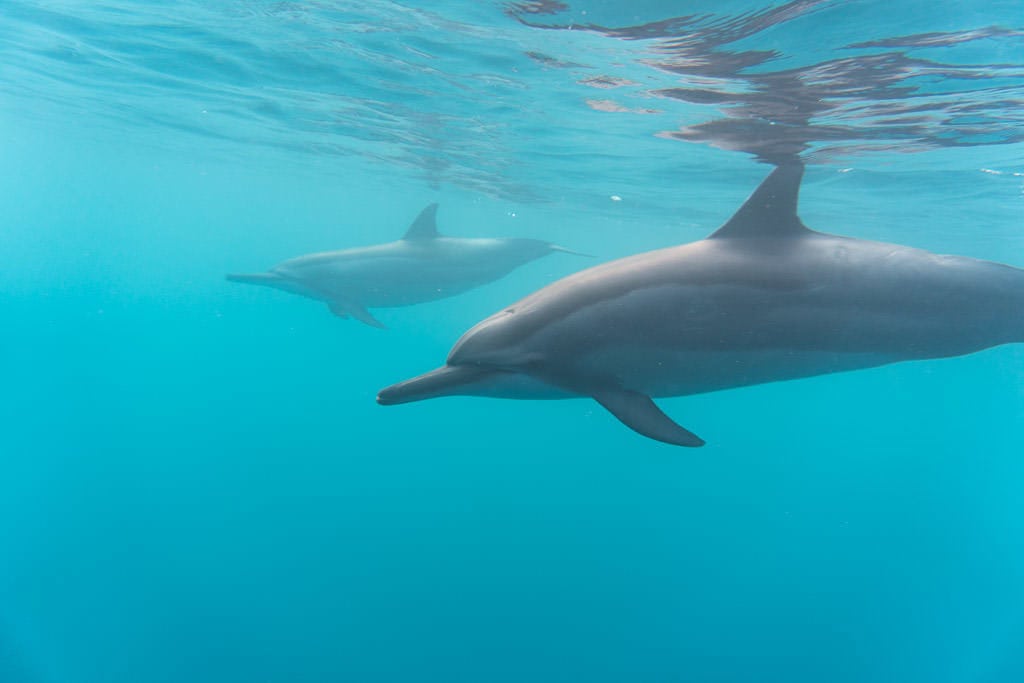 big island kayaking with wild dolphins and snorkeling kona