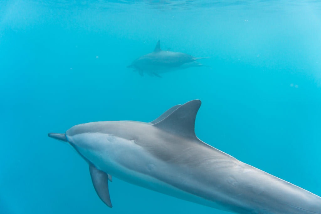 big island kayaking with wild dolphins and snorkeling kona