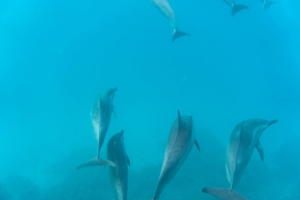 big island kayaking with wild dolphins and snorkeling kona