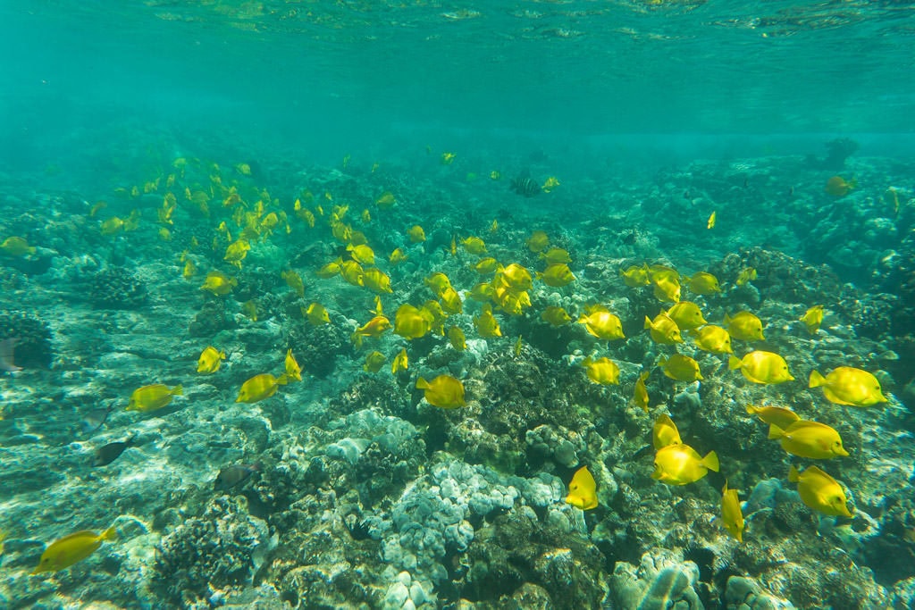 big island kayaking with wild dolphins and snorkeling near kona