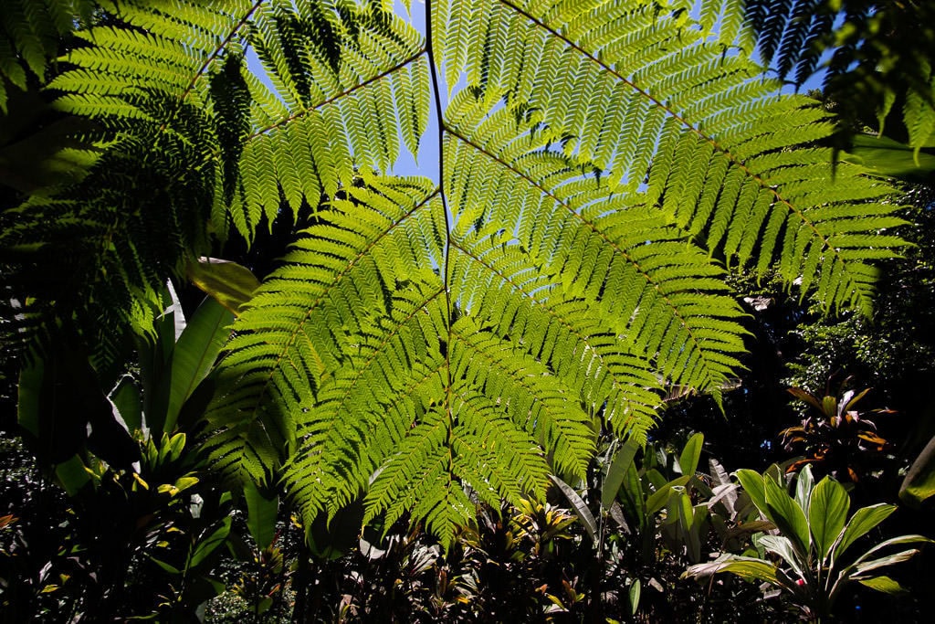 hawaii tropical botanical garden hilo big island