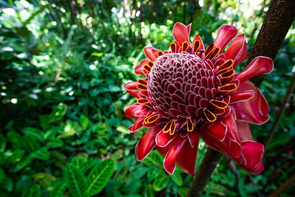 hawaii tropical botanical garden hilo big island