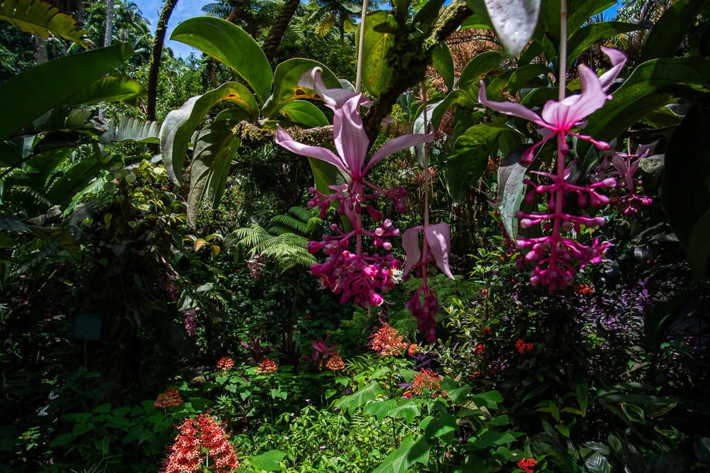 flowers at hawaii tropical botanical garden hilo big island