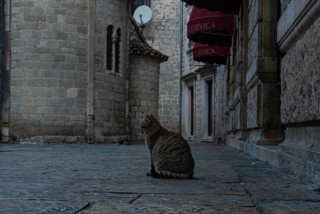 A very healthy (fat) cat sitting in the streets of old town Kotor.