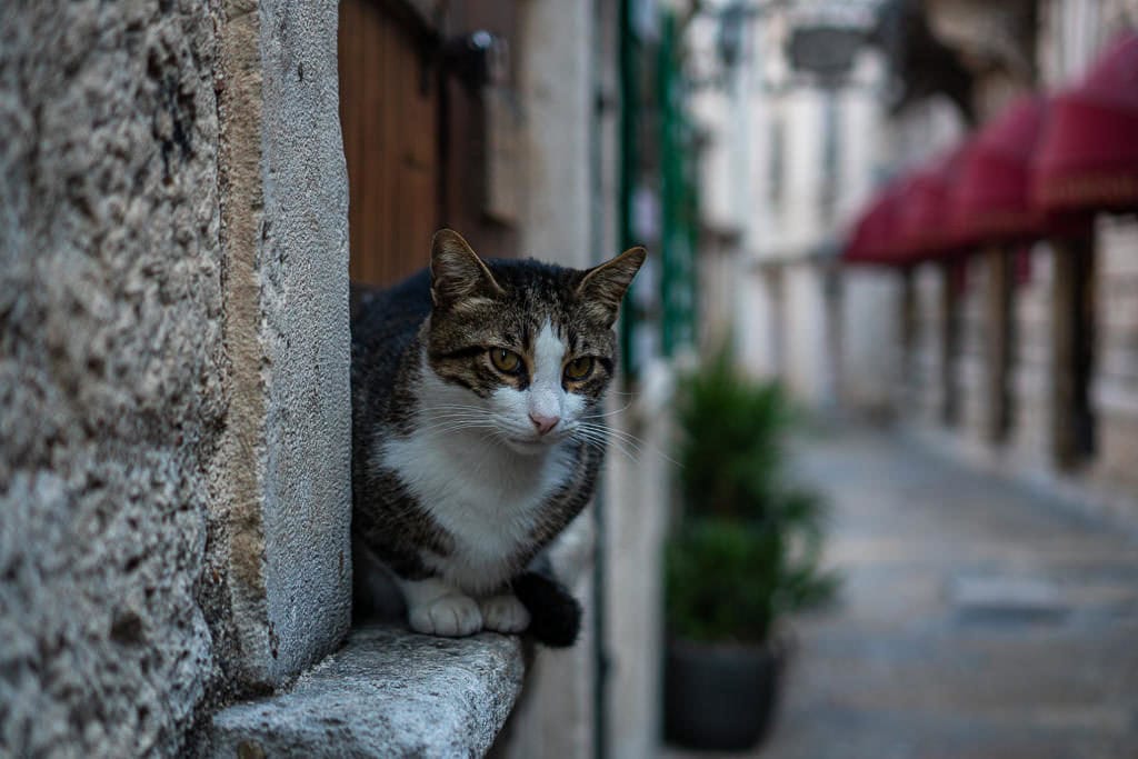 Cat sitting in window sill looking down the street.