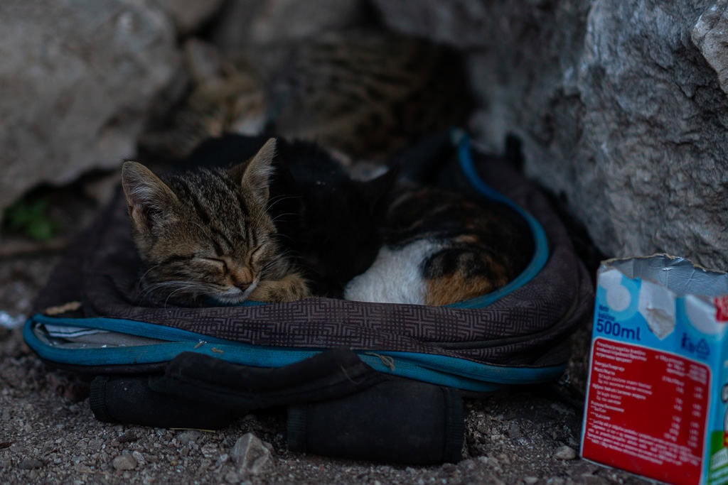 A few kittens and their mother sleeping in a backpack on the Kotor City Walls.