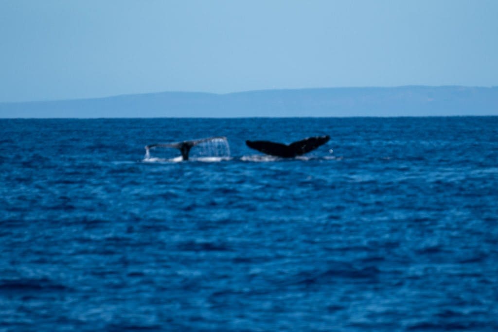 trilogy whale watch tour maui