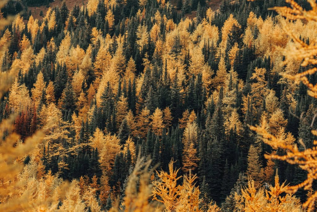 What to Do in Banff This Fall Season: A Foliage Guide