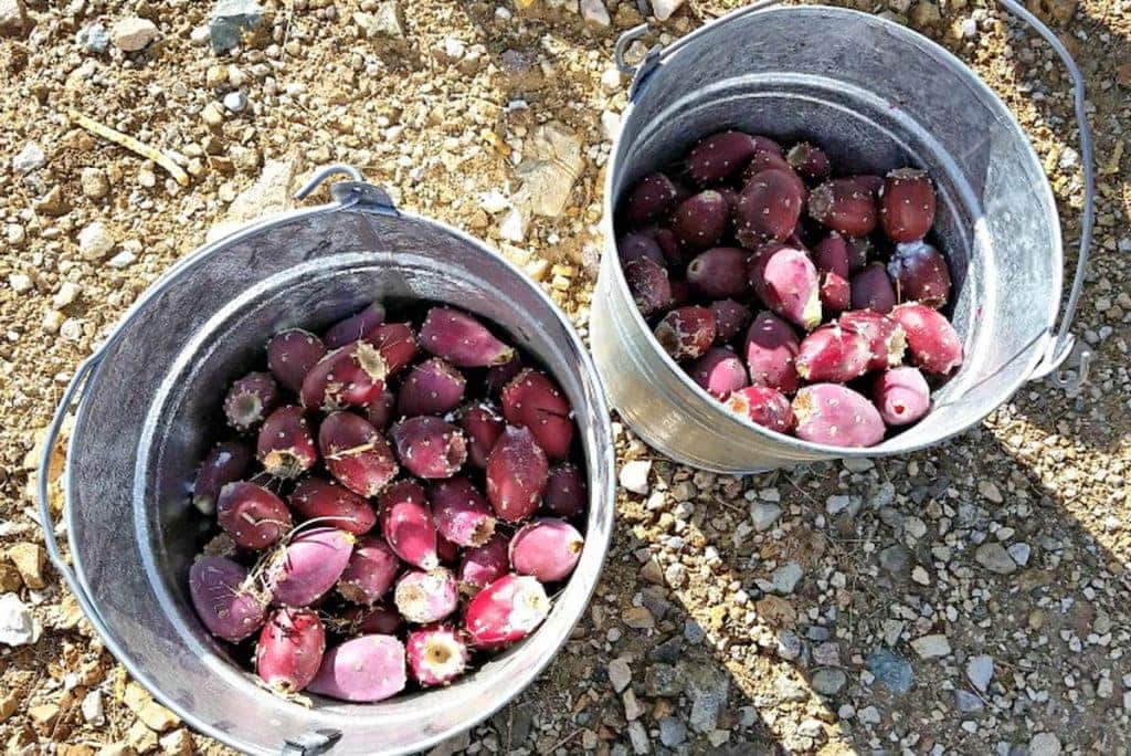 Buckets of prickly pears