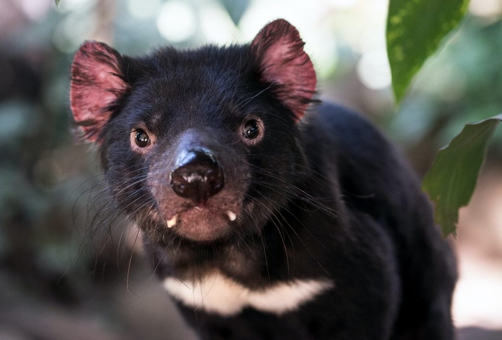 close up of Tasmanian devil - a small animal that looks a bit like a young Black bear with ugly white fangs. things to do in Albuquerque New Mexico.