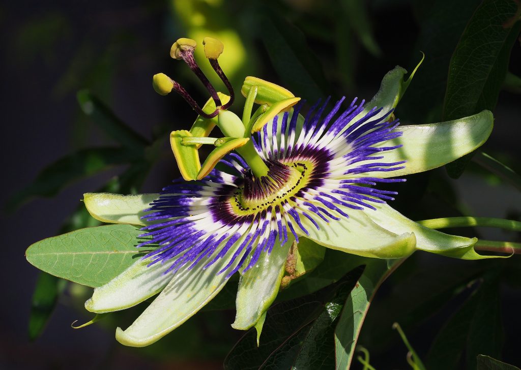 close up of passionfruit flower showing parts of the flower and purple pedals