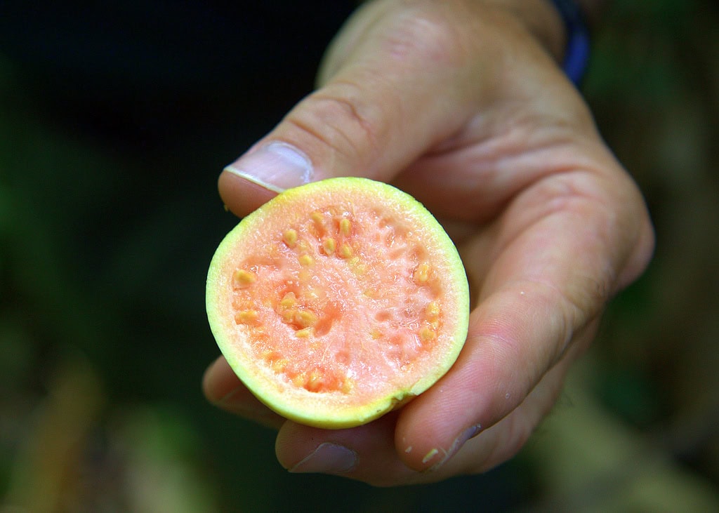 Guava fruit in Costa Rica