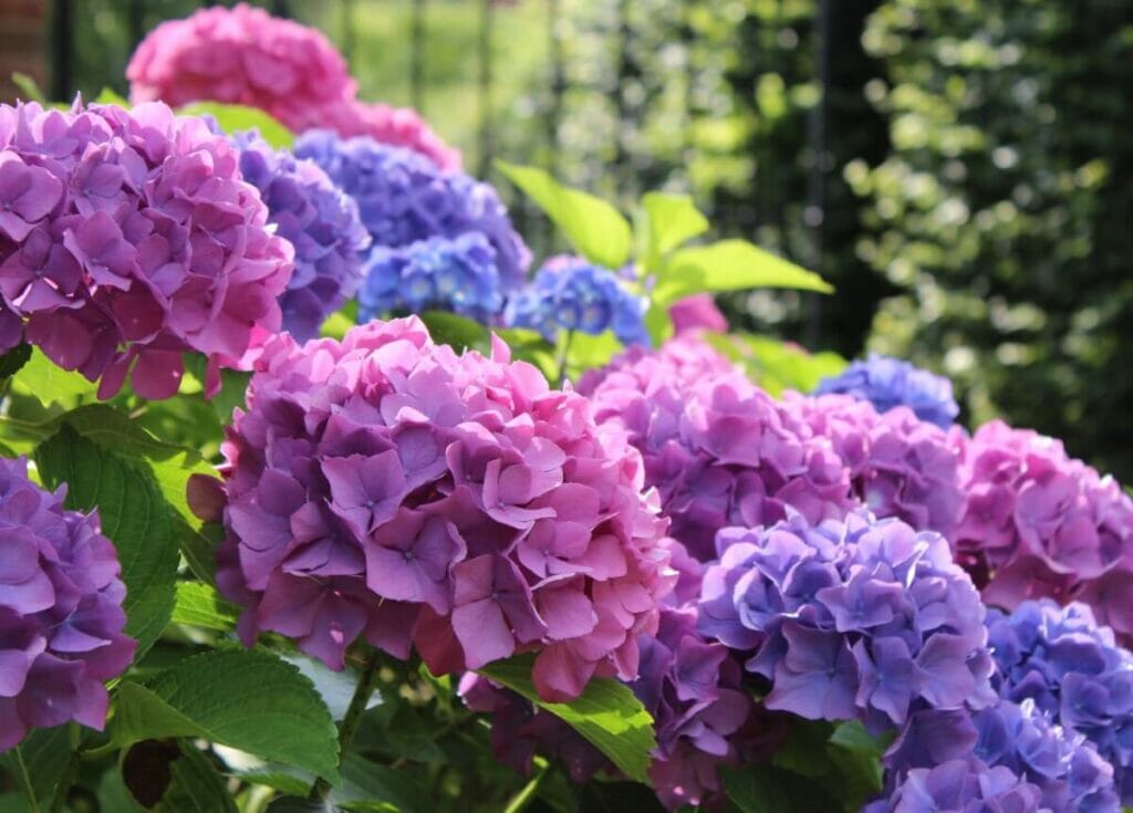 Hydrangea