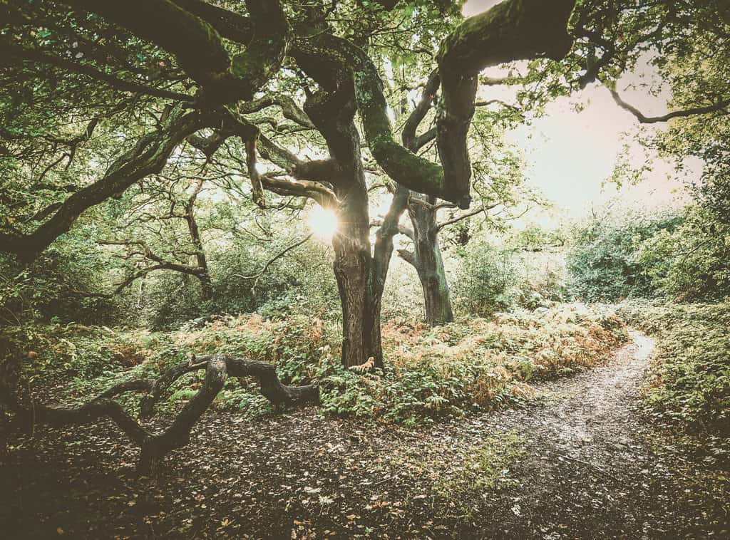 Volunteering in Epping Forest