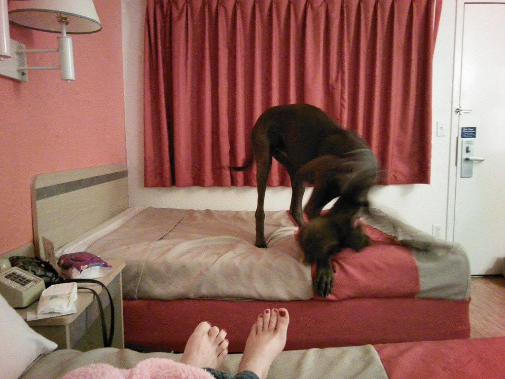 and then incorporating his bear in the fun jumping.