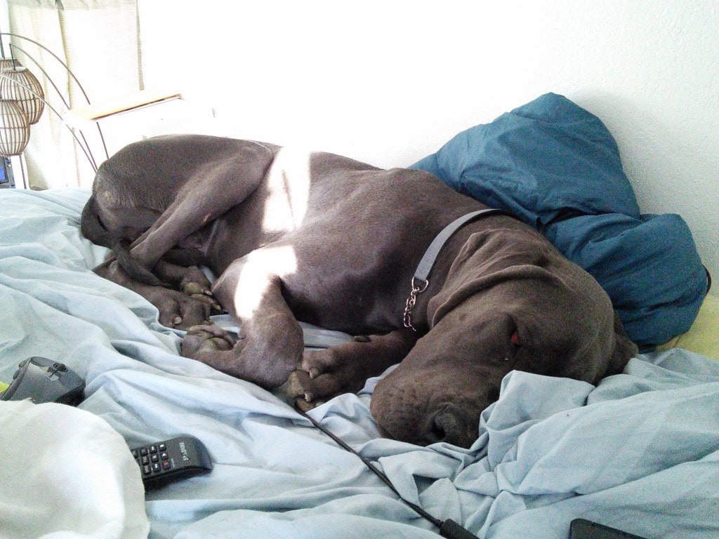 and Denver hasnt really left his spot on the bed :)