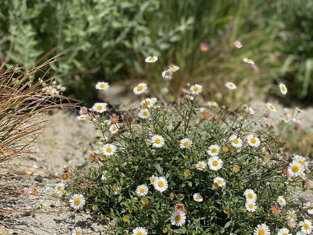 Beetplanung mit Pflanzen spanisches Gänseblümchen für StaudenBeet
