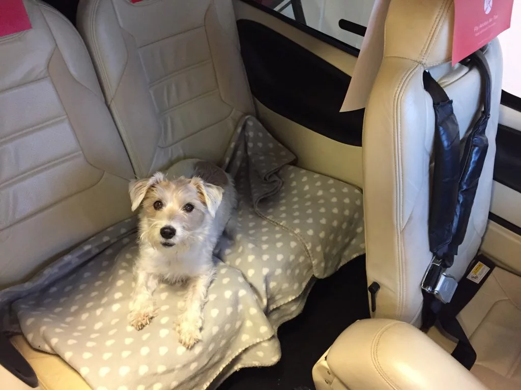 Entspannende Tierreisen: Privatjet fliegen mit Hund