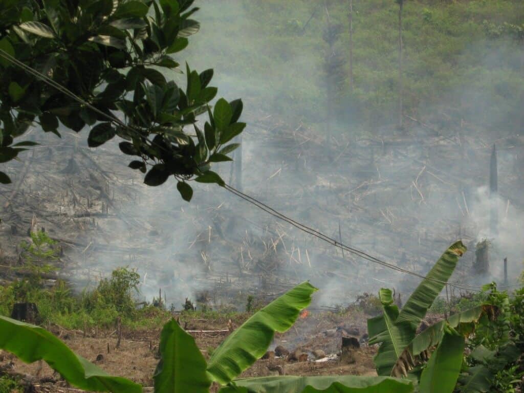 Orangutan Habitat Loss in Indonesia