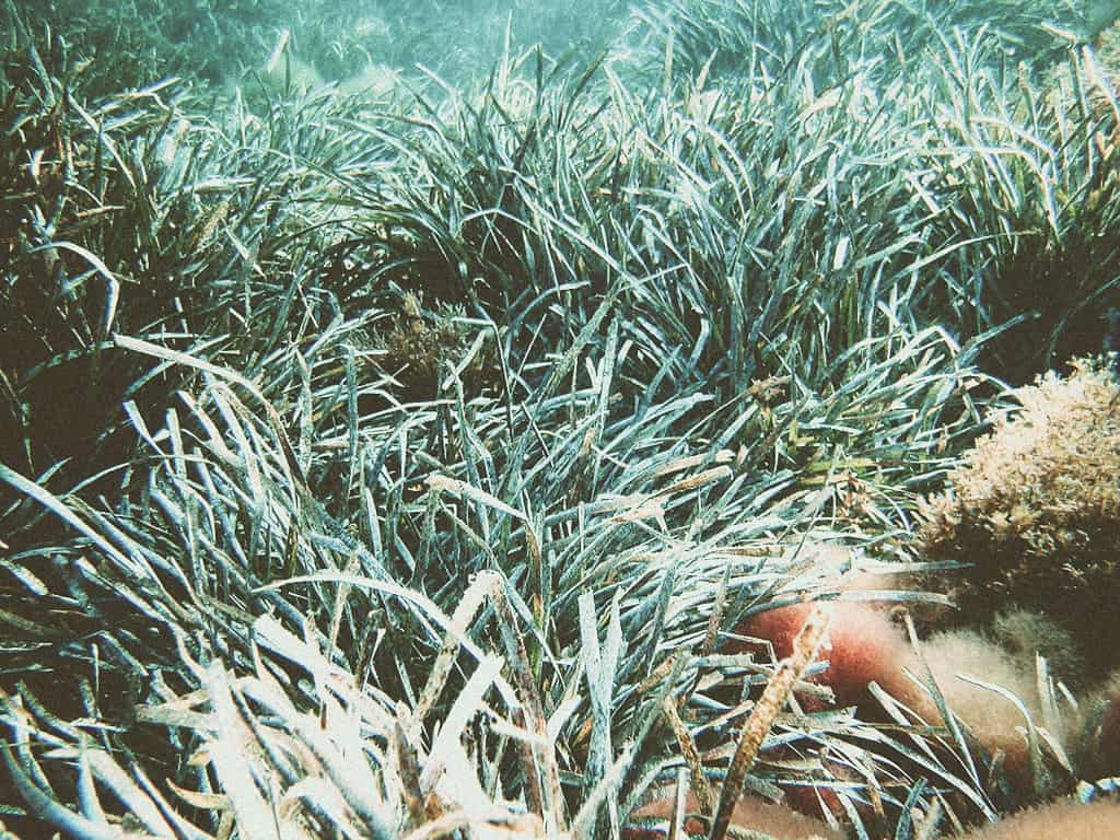 Protecting the Mediterranean Posidonia Seagrass around the islands