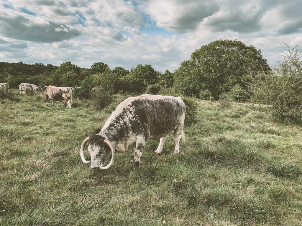 Wildlife and Nature in Epping Forest