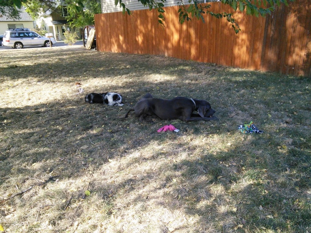 They just laid down together and played independantly with toys that had been long lost!