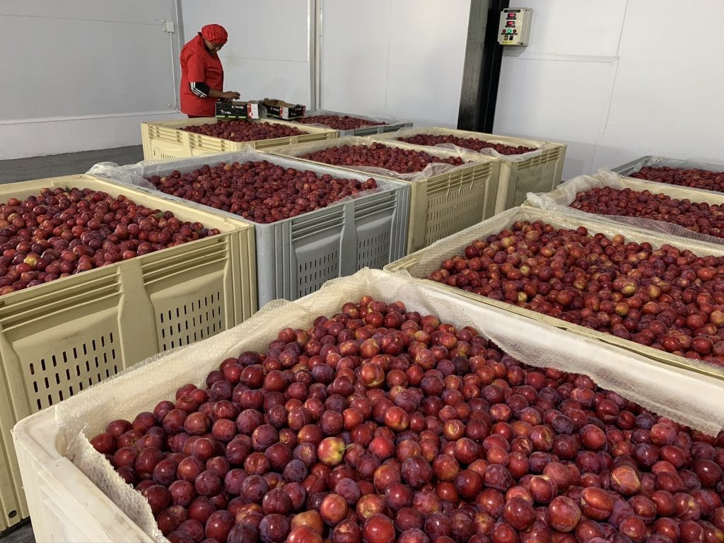 Packhouse 2 Plum Bins