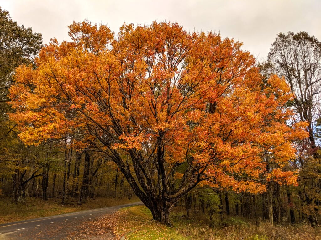 Fall foliage view along Skyline Drive near Postcard Cabins Shenandoah