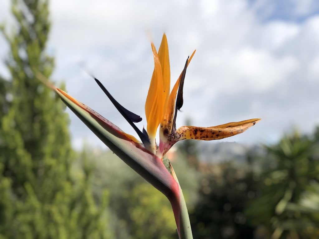 oiseau du paradis