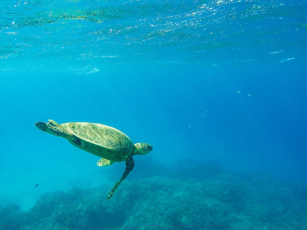 Hawaiian Green Sea Turtle spotted while snorkeling in molokai